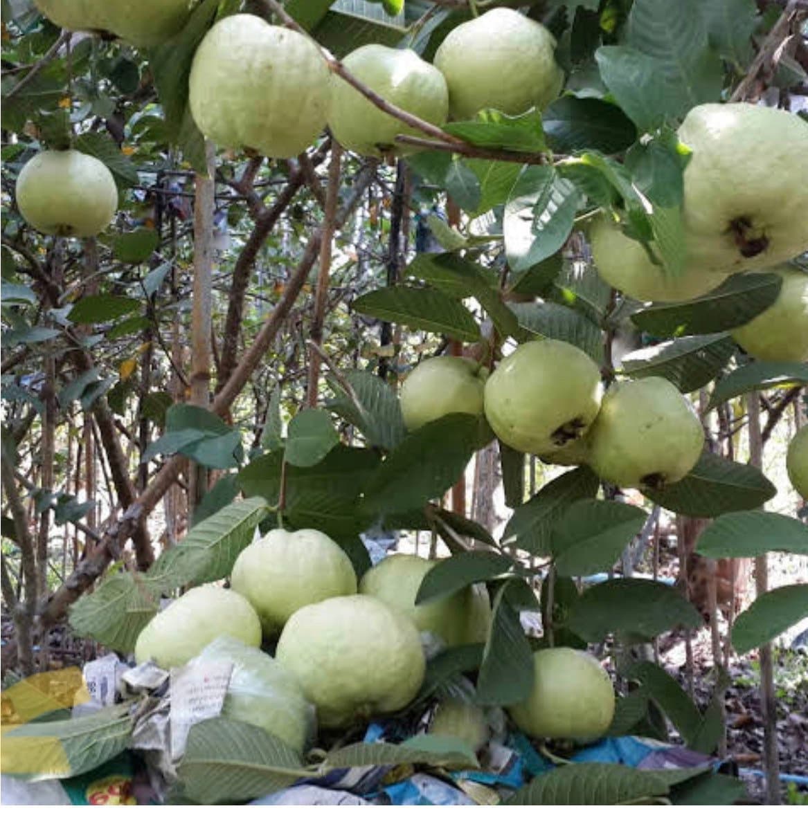 ฝรั่งกิมจูสดหวาน (3 ลูก)